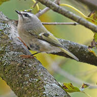 Image of Golden-crowned Kinglet