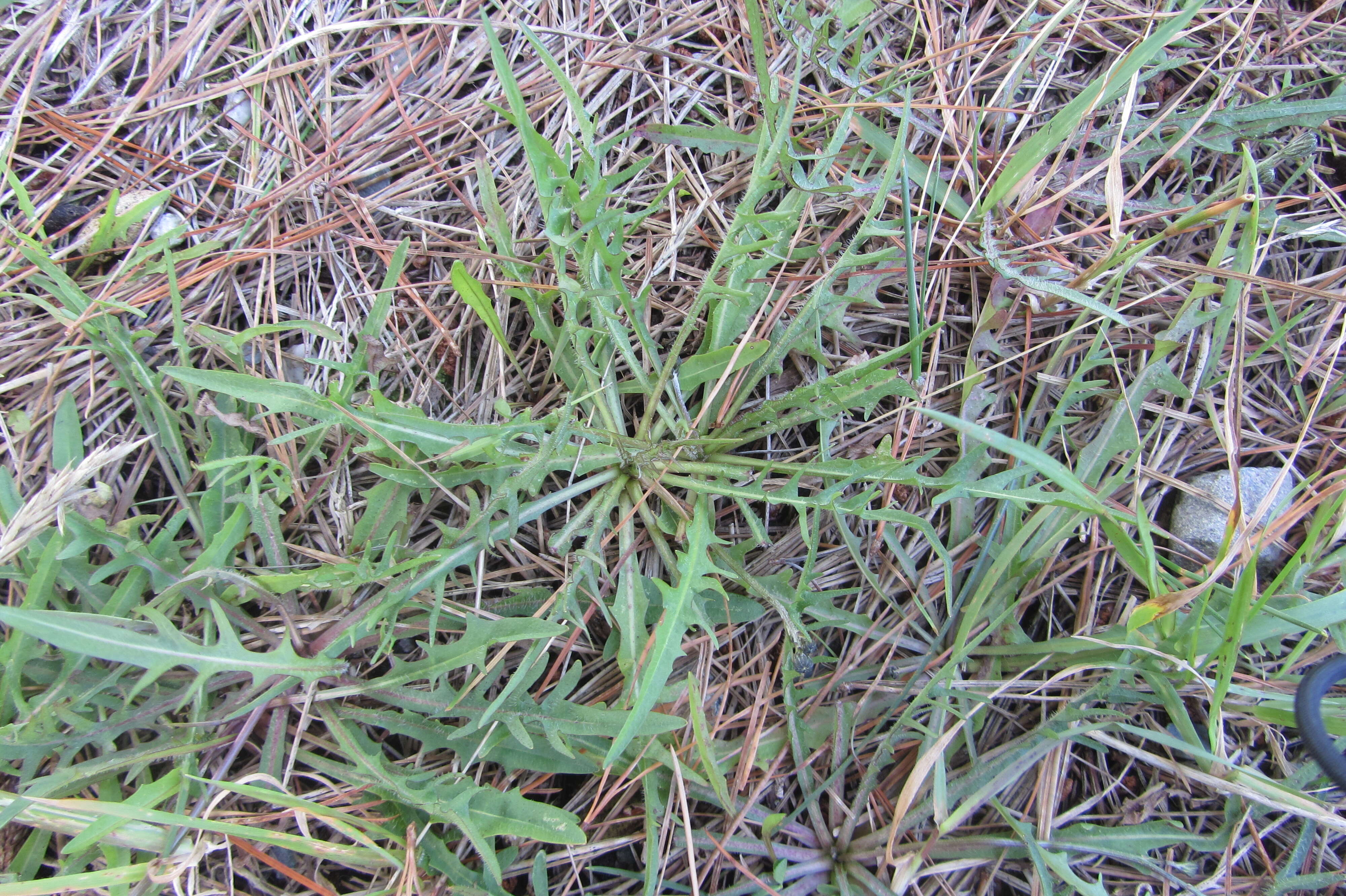 Image of fall dandelion