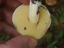 Image of Suillus granulatus (L.) Roussel 1796