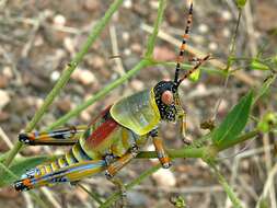 Plancia ëd Zonocerus elegans (Thunberg 1815)