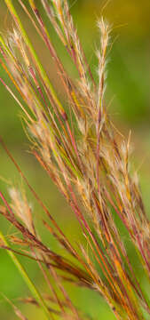 Imagem de Schizachyrium scoparium (Michx.) Nash