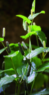 Image of Indian long pepper