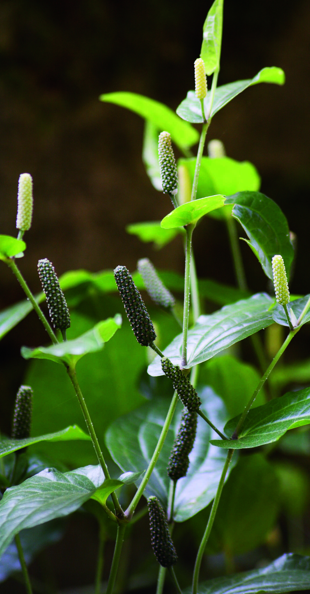 Image of Indian long pepper