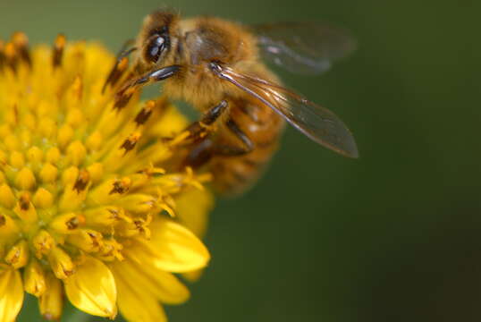 صورة Borrichia frutescens (L.) DC.