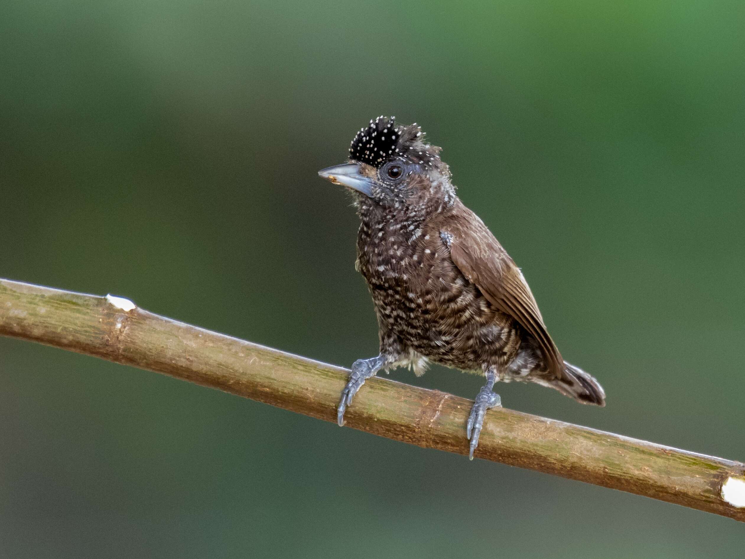 Image of Varzea Piculet