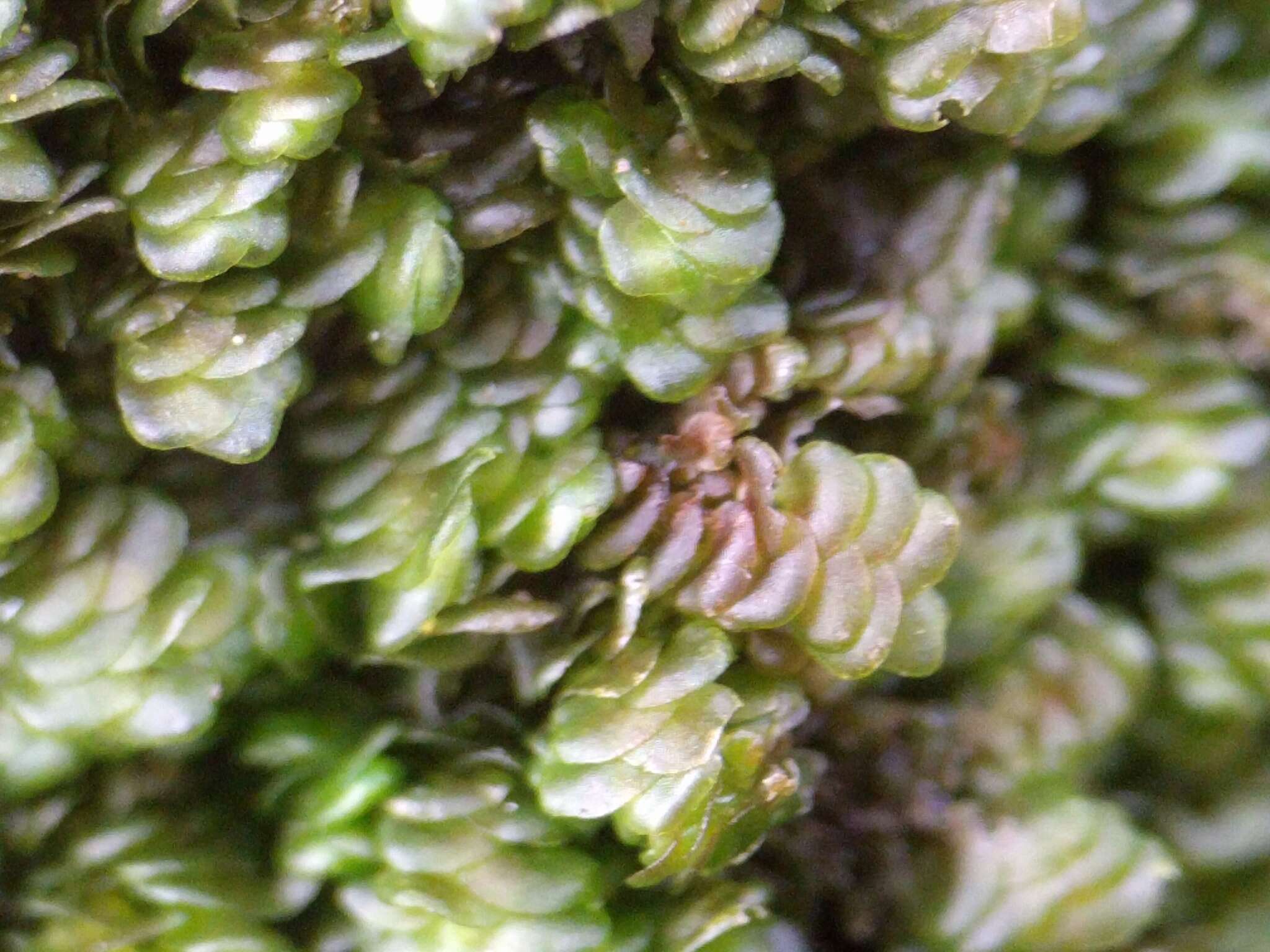 Image of dilated scalewort