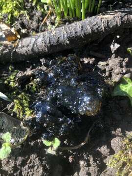 Image of Black Witches' Butter