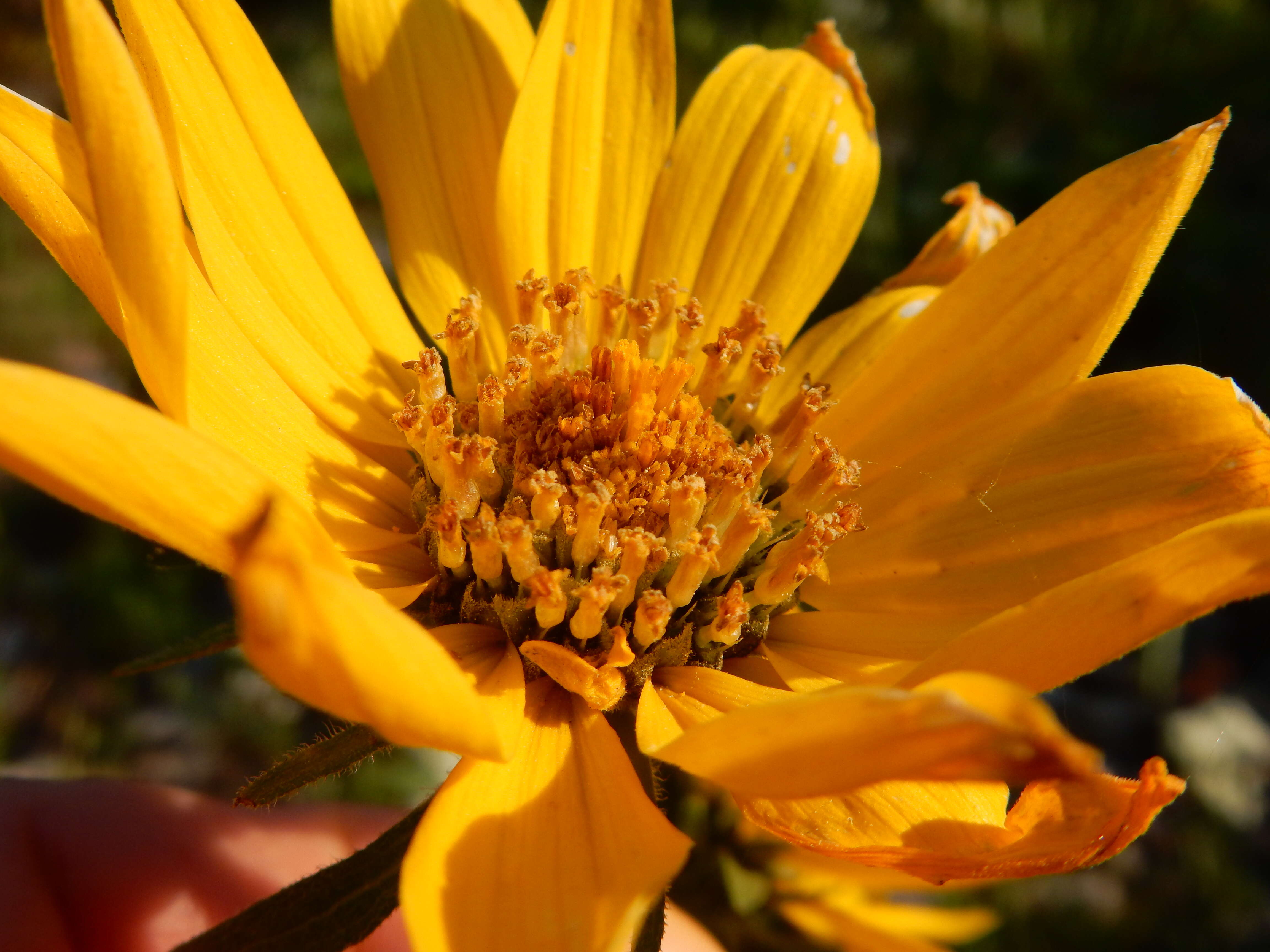 Sivun Helianthella uniflora (Nutt.) Torr. & A. Gray kuva