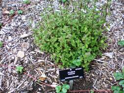 Image of Jovellana violacea (Cav.) G. Don