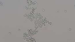 Слика од unclassified Saccharomycetales