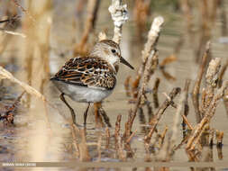 Image of Little Stint