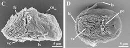 Plancia ëd Symbion pandora Funch & Kristensen 1995