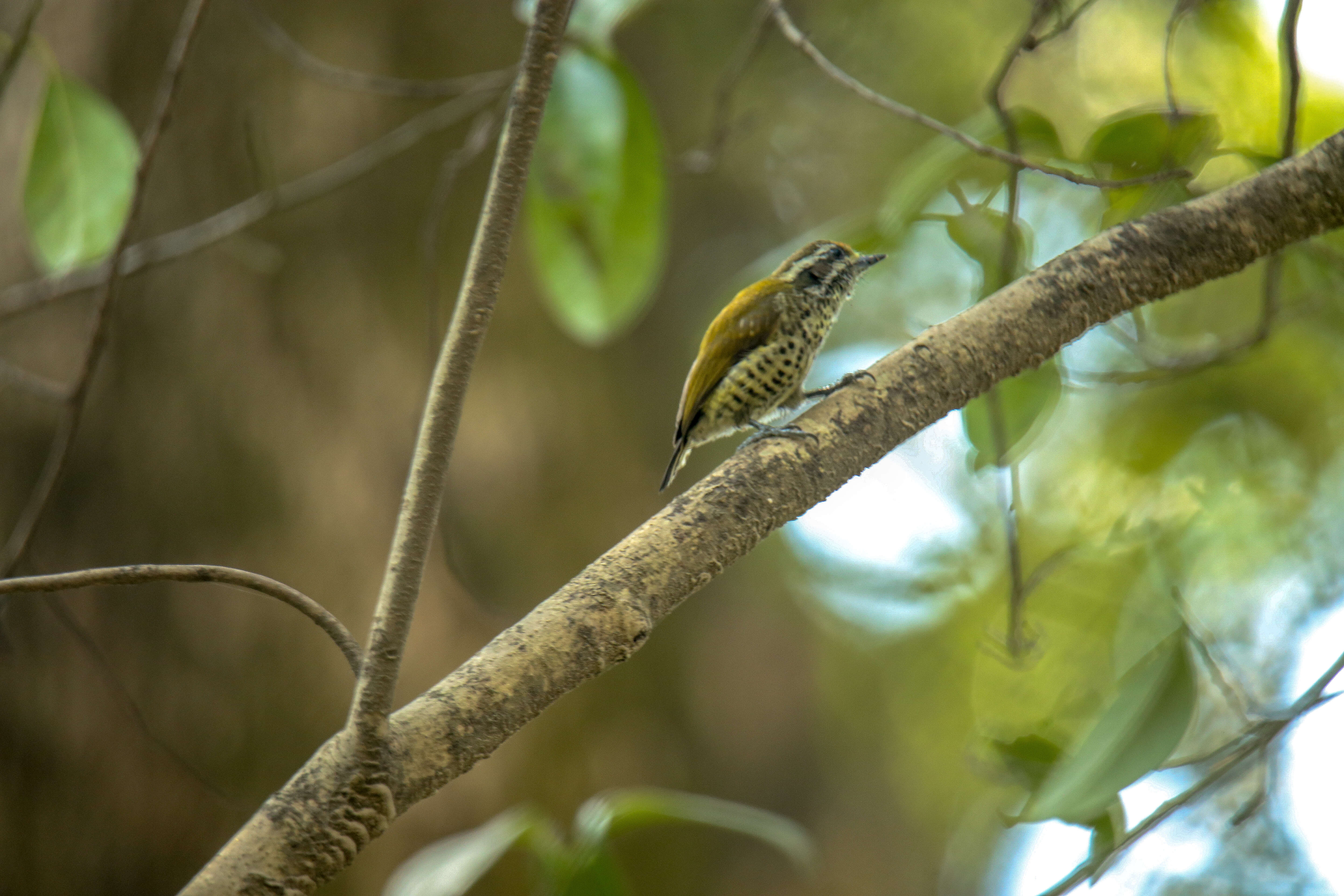 Image of Speckled Piculet