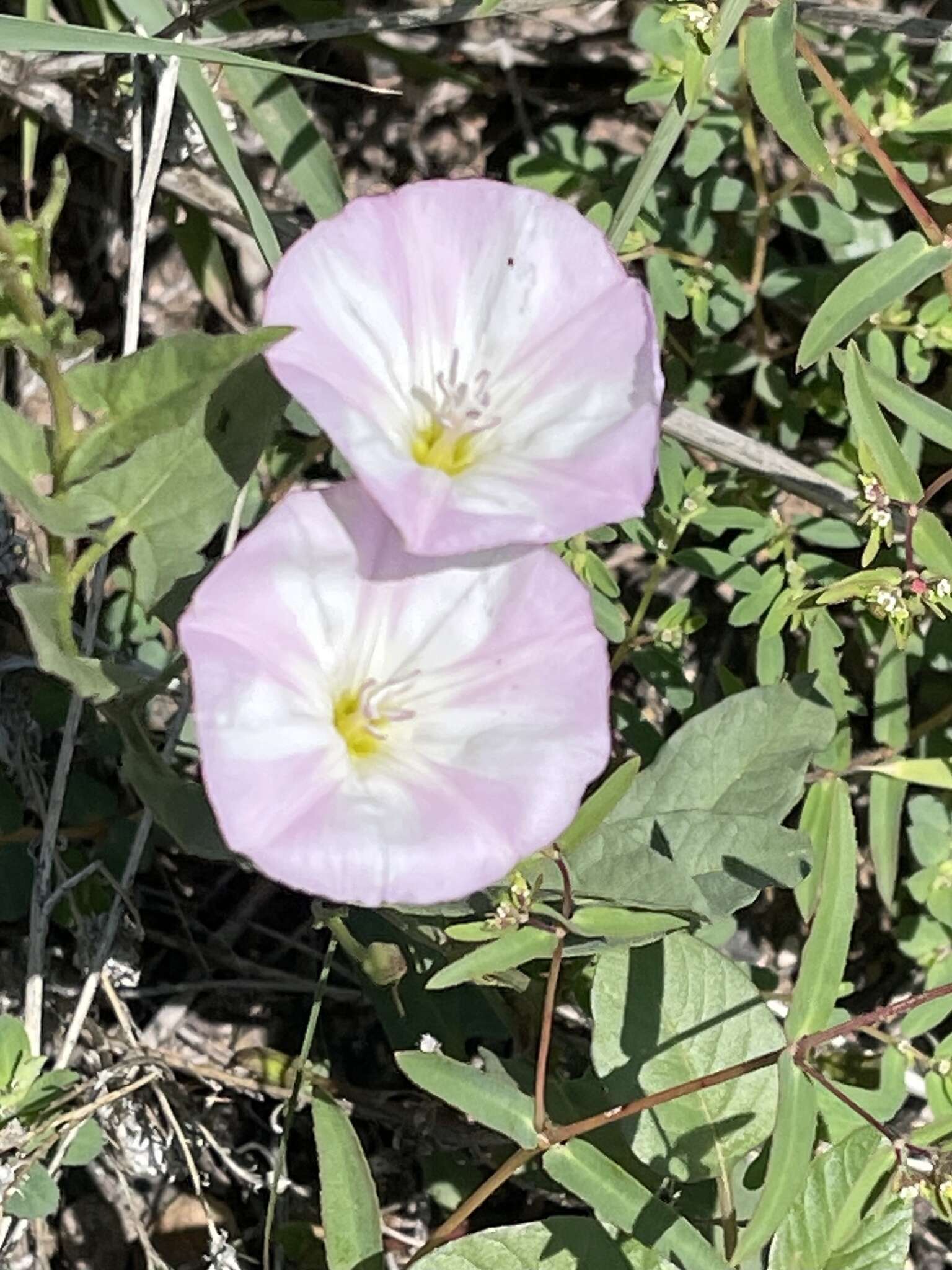 Image of Field Bindweed