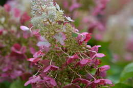 Image of panicled hydrangea