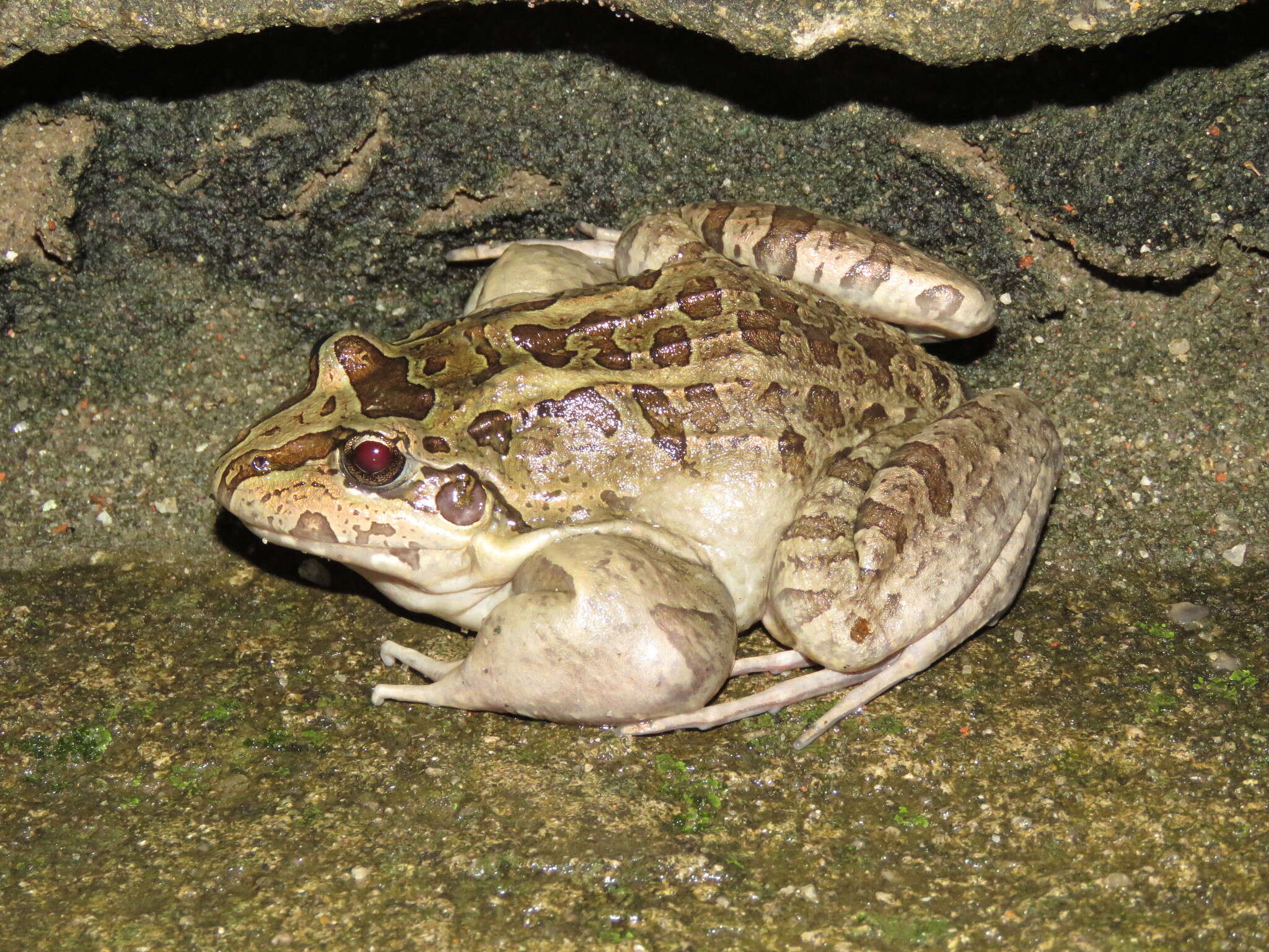 Image of Criolla Frog