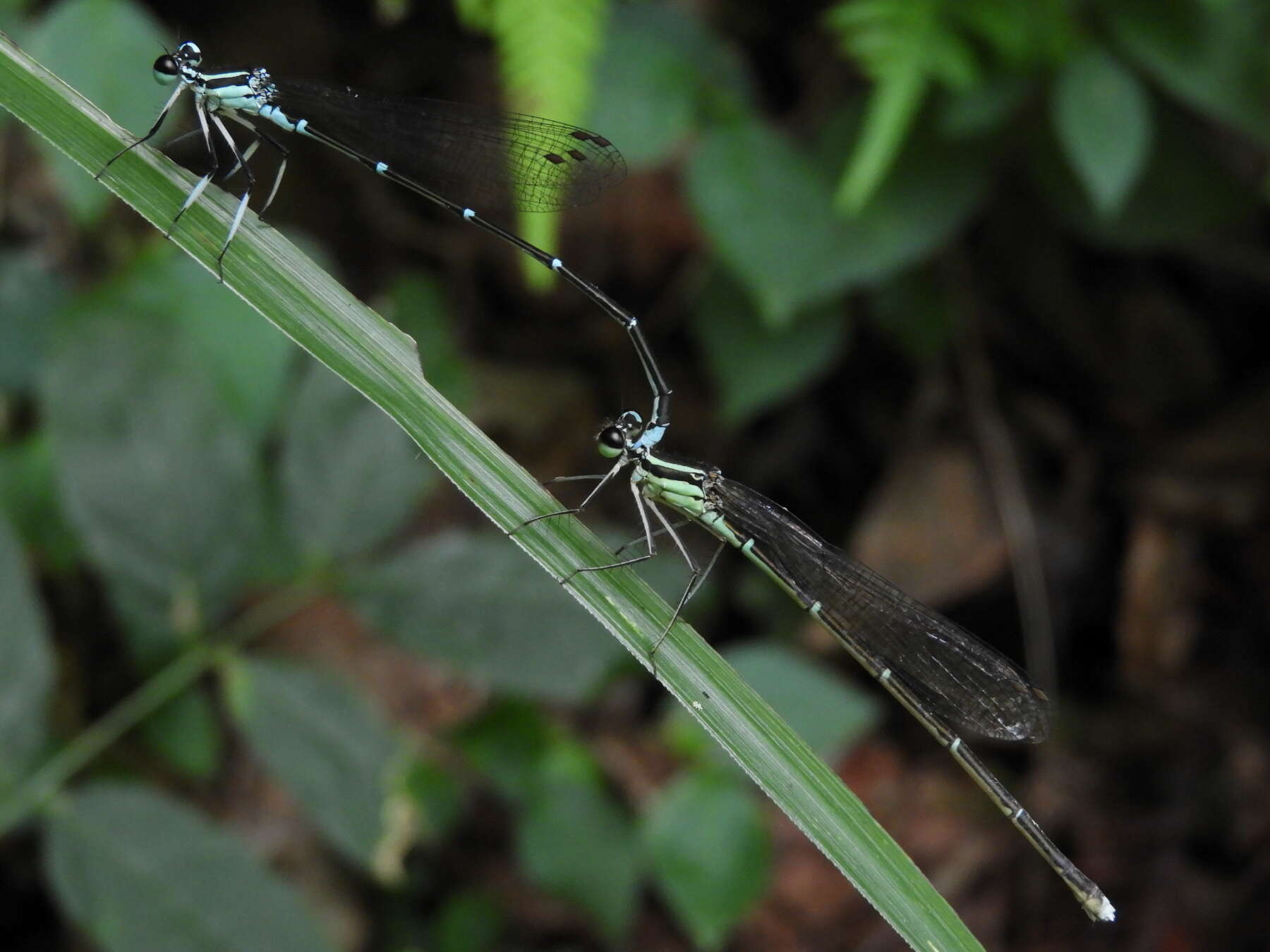 Image of Copera annulata