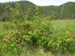 Image of lantana