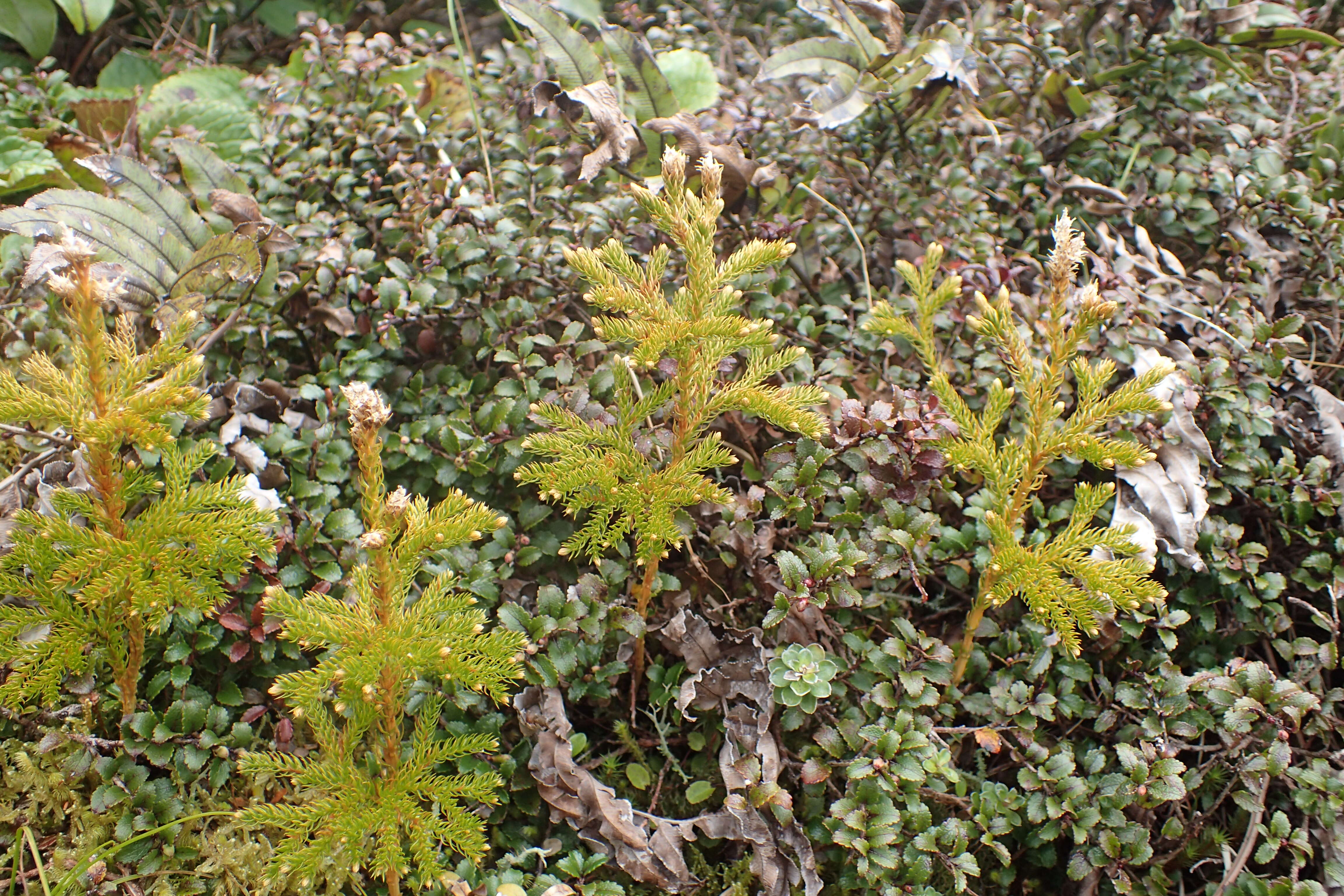 Image of Austrolycopodium fastigiatum (R. Br.) Holub