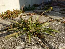 Image of fall dandelion