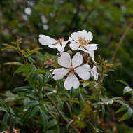 Image of evergreen rose