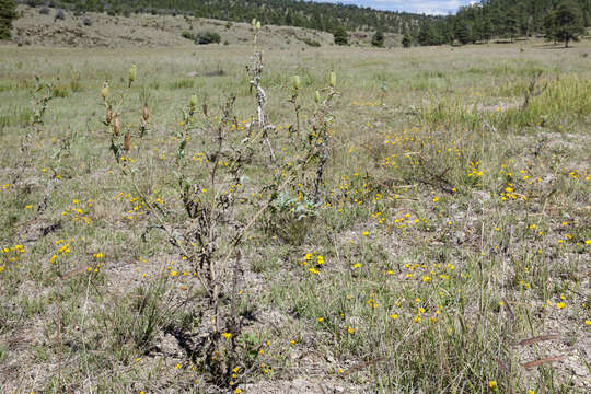 Image of southwestern pricklypoppy