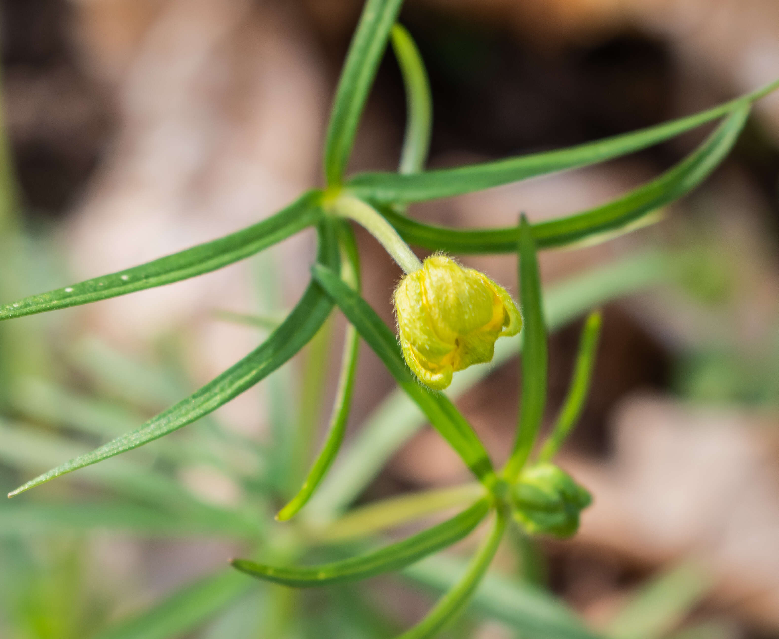 Image of Goldilocks Buttercup