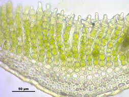 Image of Polytrichum moss