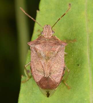 Image of Spined Soldier Bug