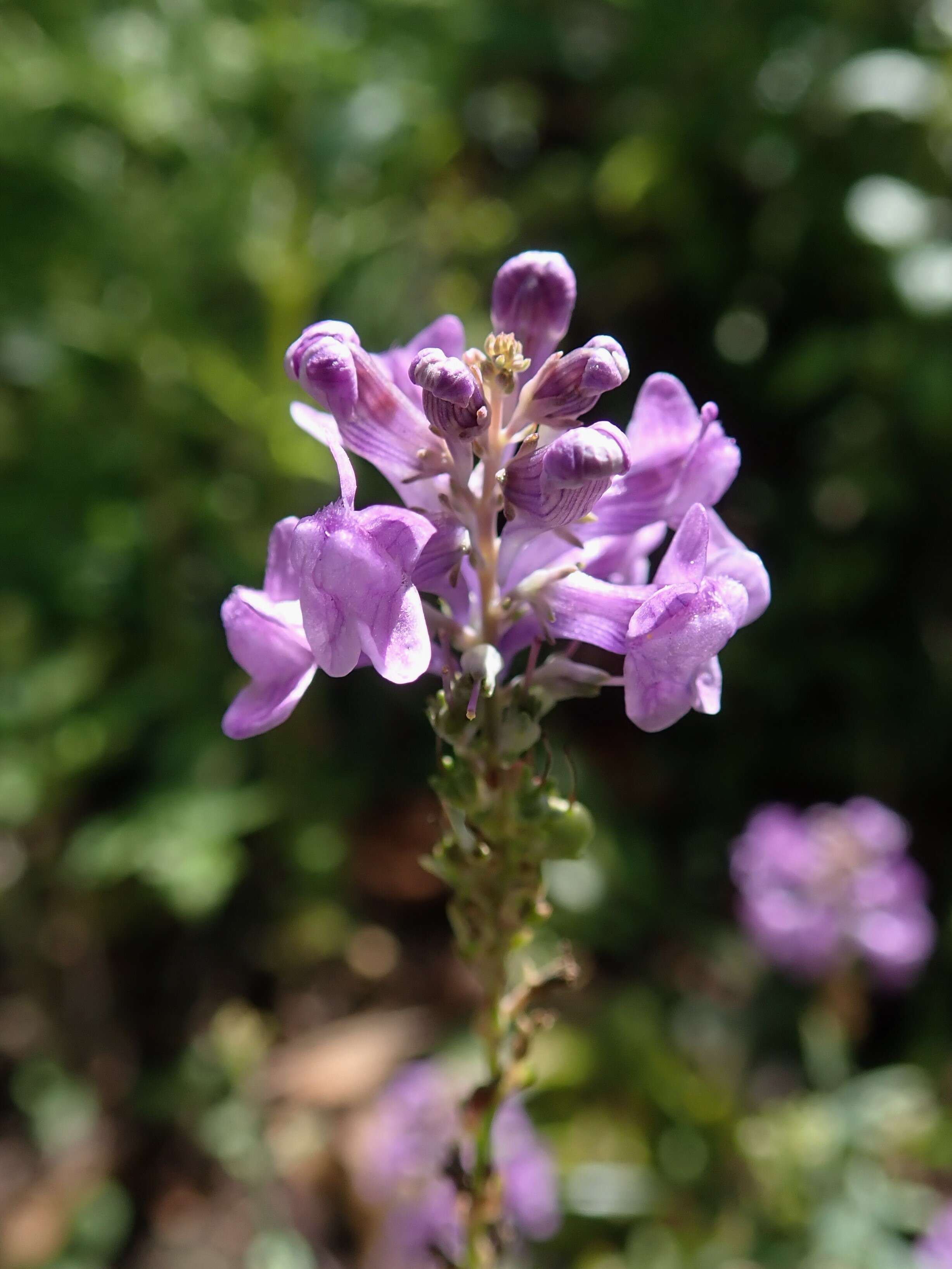 Image of Purple Toadflax