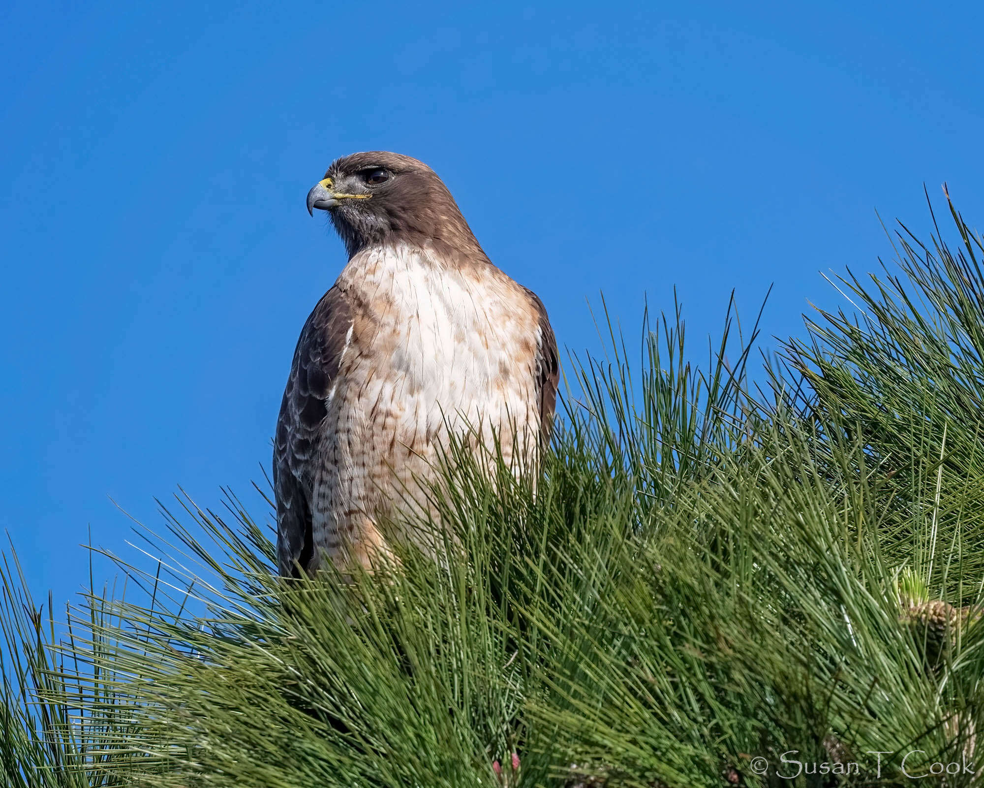 Image of Red-tailed Hawk