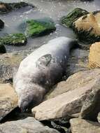 Image of South Atlantic Elephant-seal