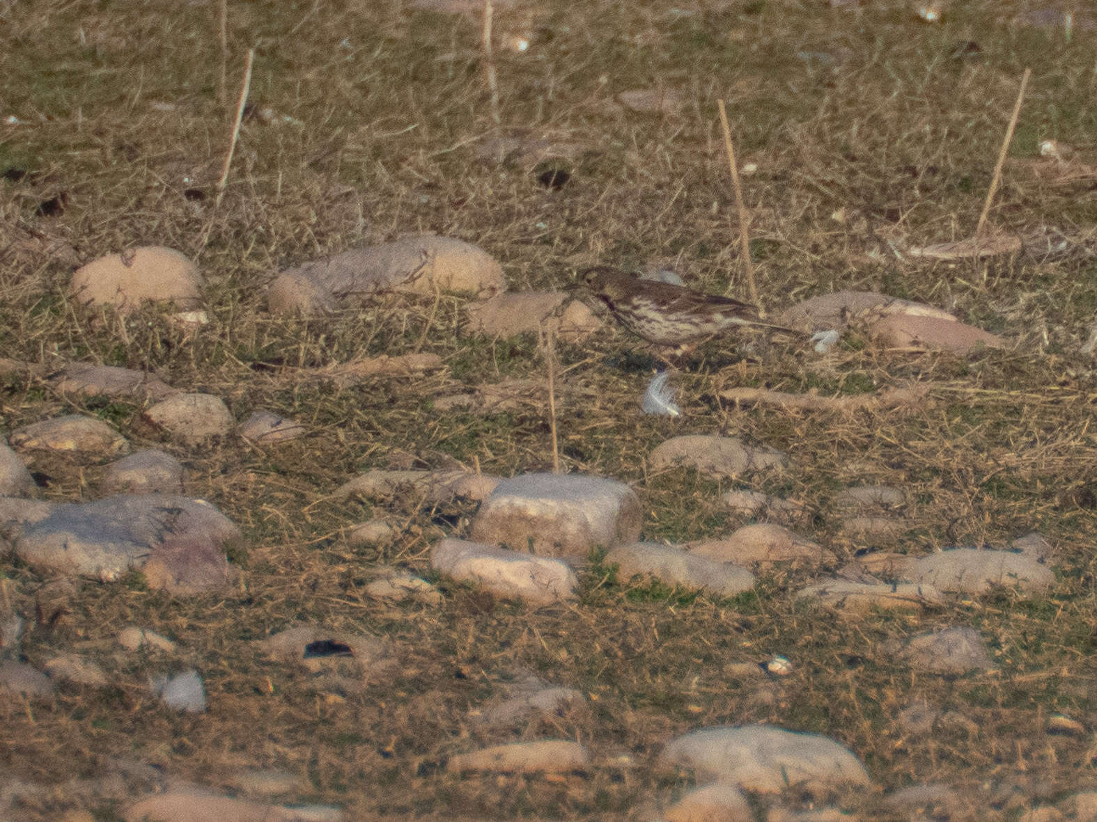 Image of American Pipit