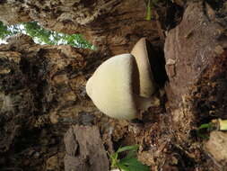 Imagem de Volvariella bombycina (Schaeff.) Singer 1951