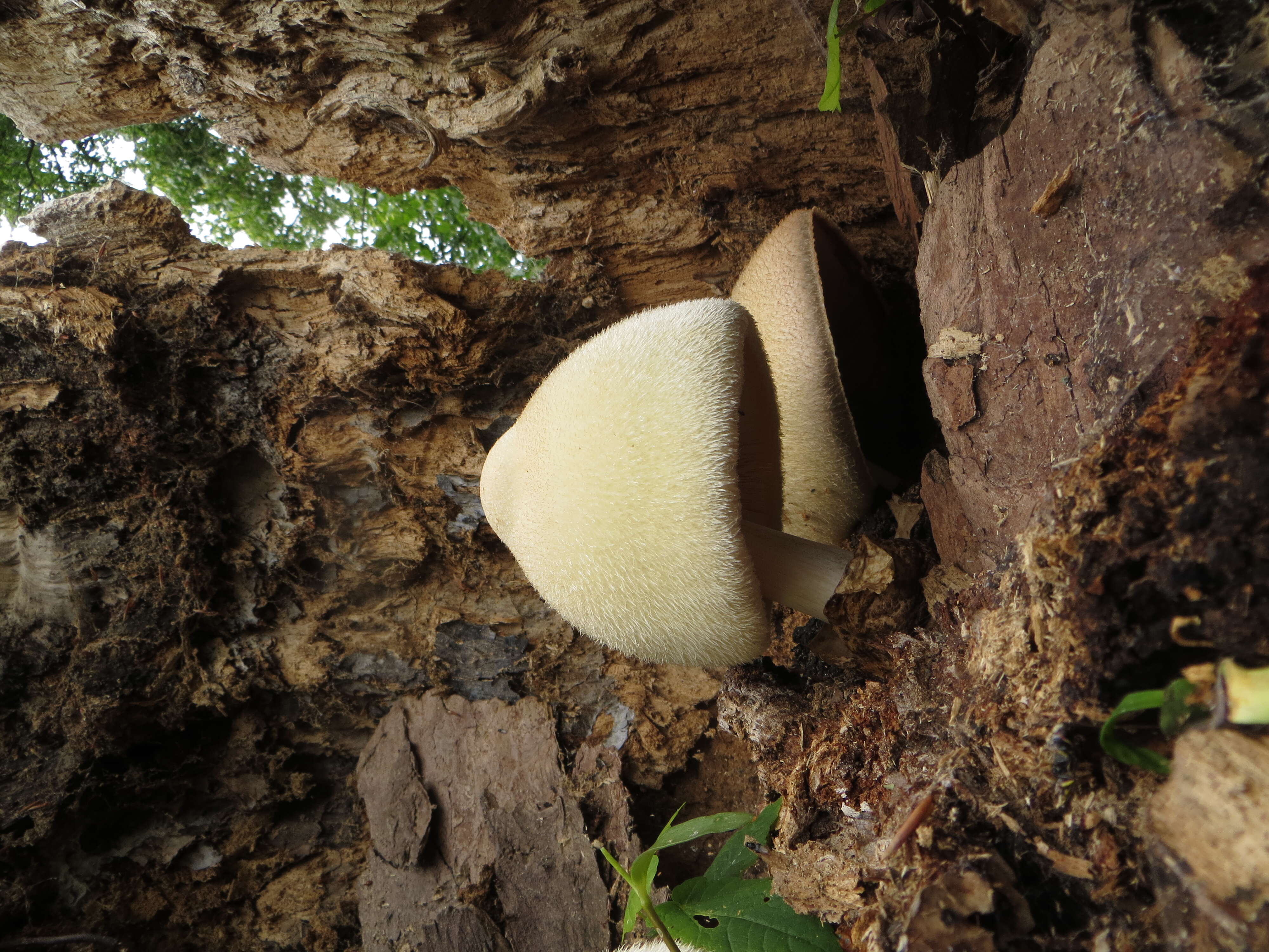 Imagem de Volvariella bombycina (Schaeff.) Singer 1951