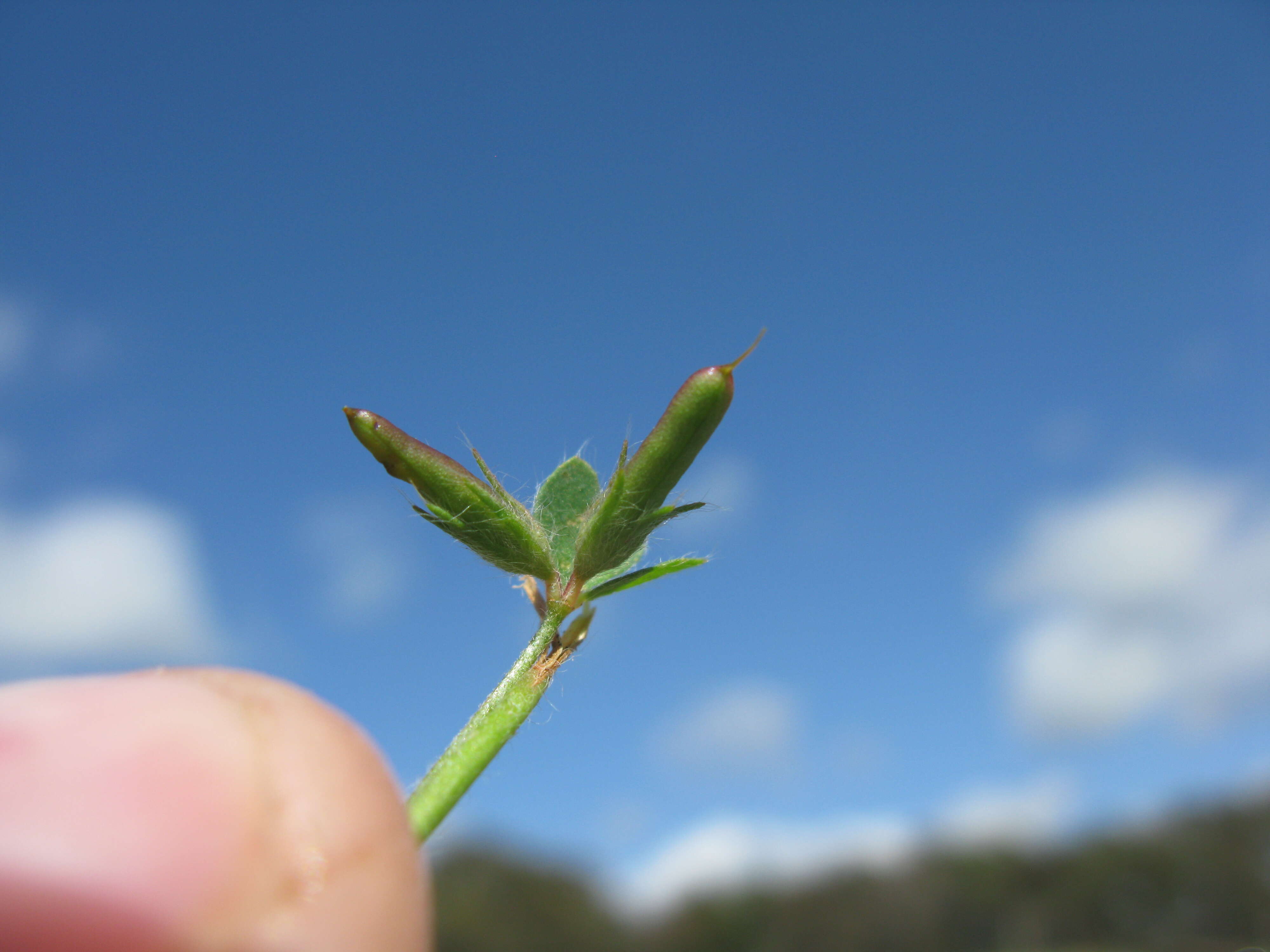 Image of hairy bird's-foot trefoil