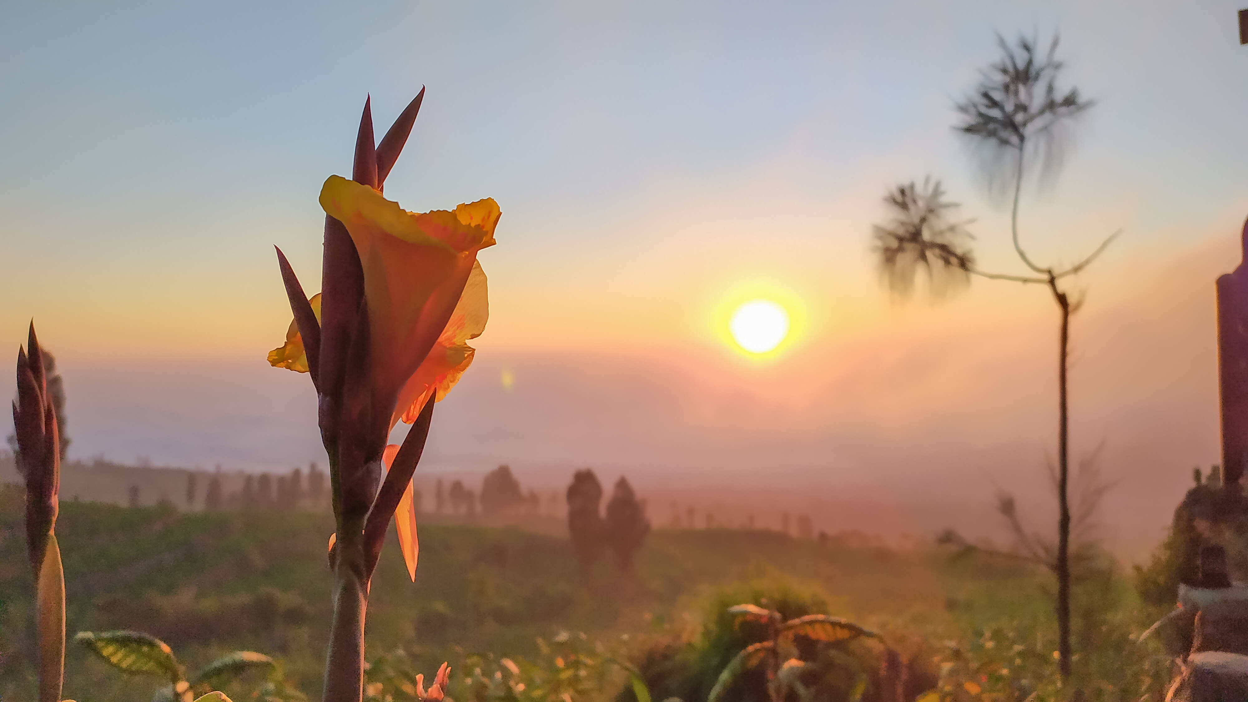 Image of canna lilies