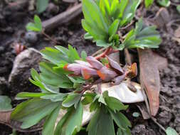 Слика од Corydalis cava (L.) Schweigger & Koerte