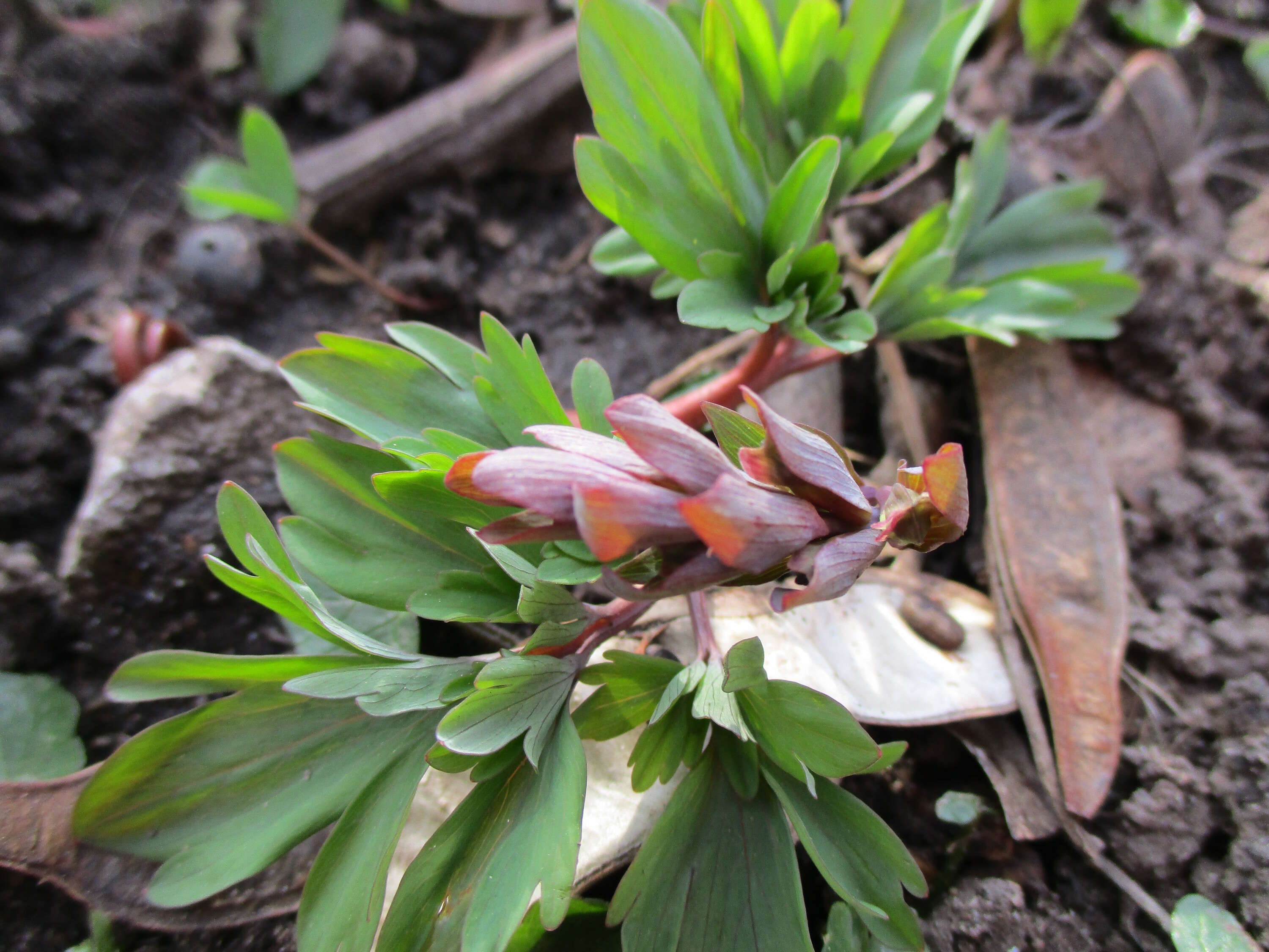 Слика од Corydalis cava (L.) Schweigger & Koerte