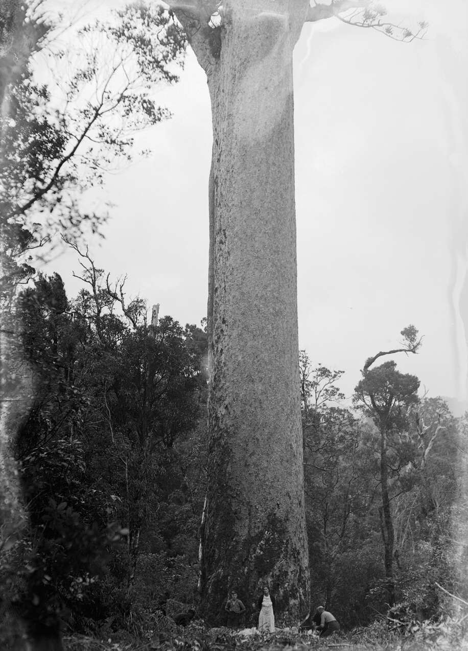 Image of kauri