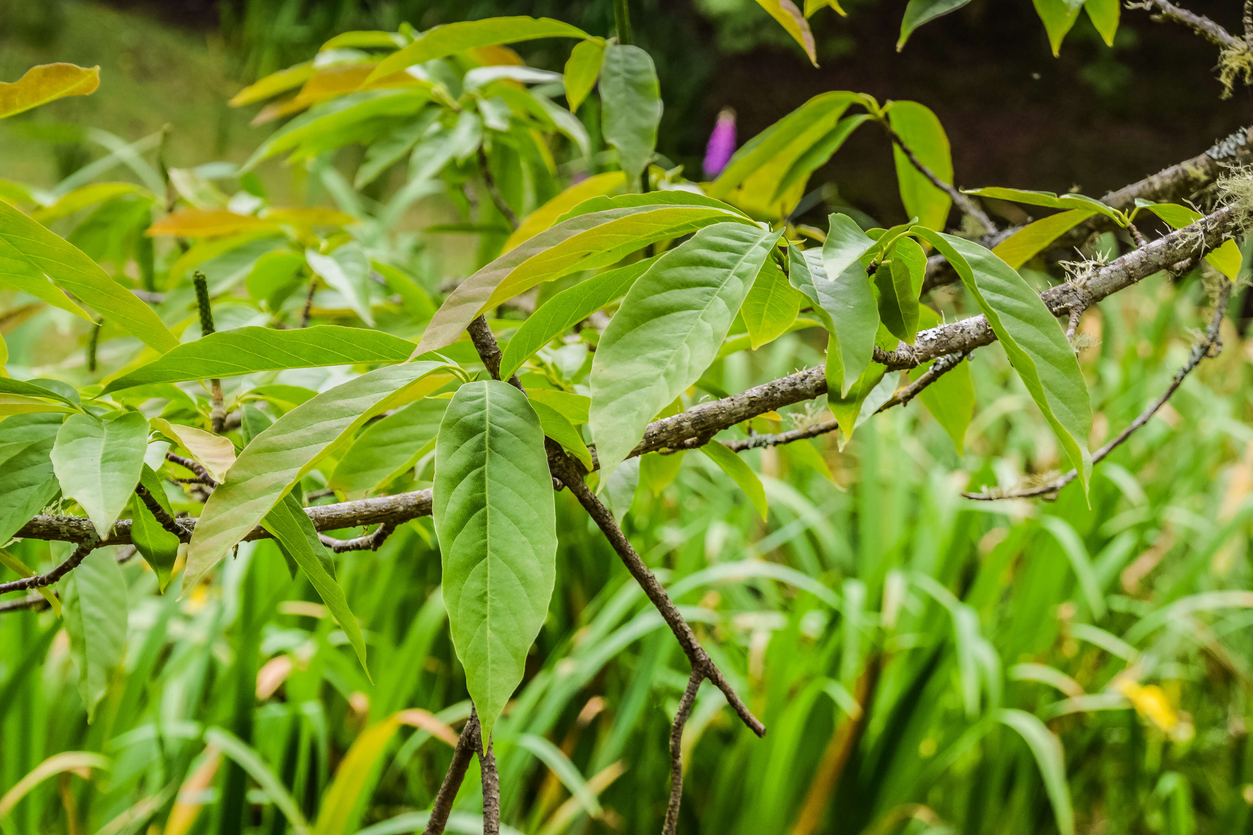 Слика од Magnolia biondii Pamp.