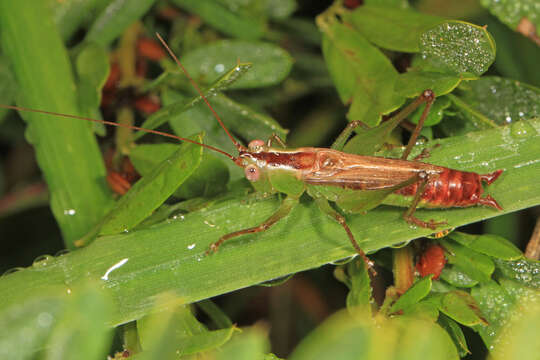 Image of Short-winged Meadow Katydid