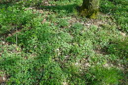 Plancia ëd Corydalis solida (L.) Clairv.