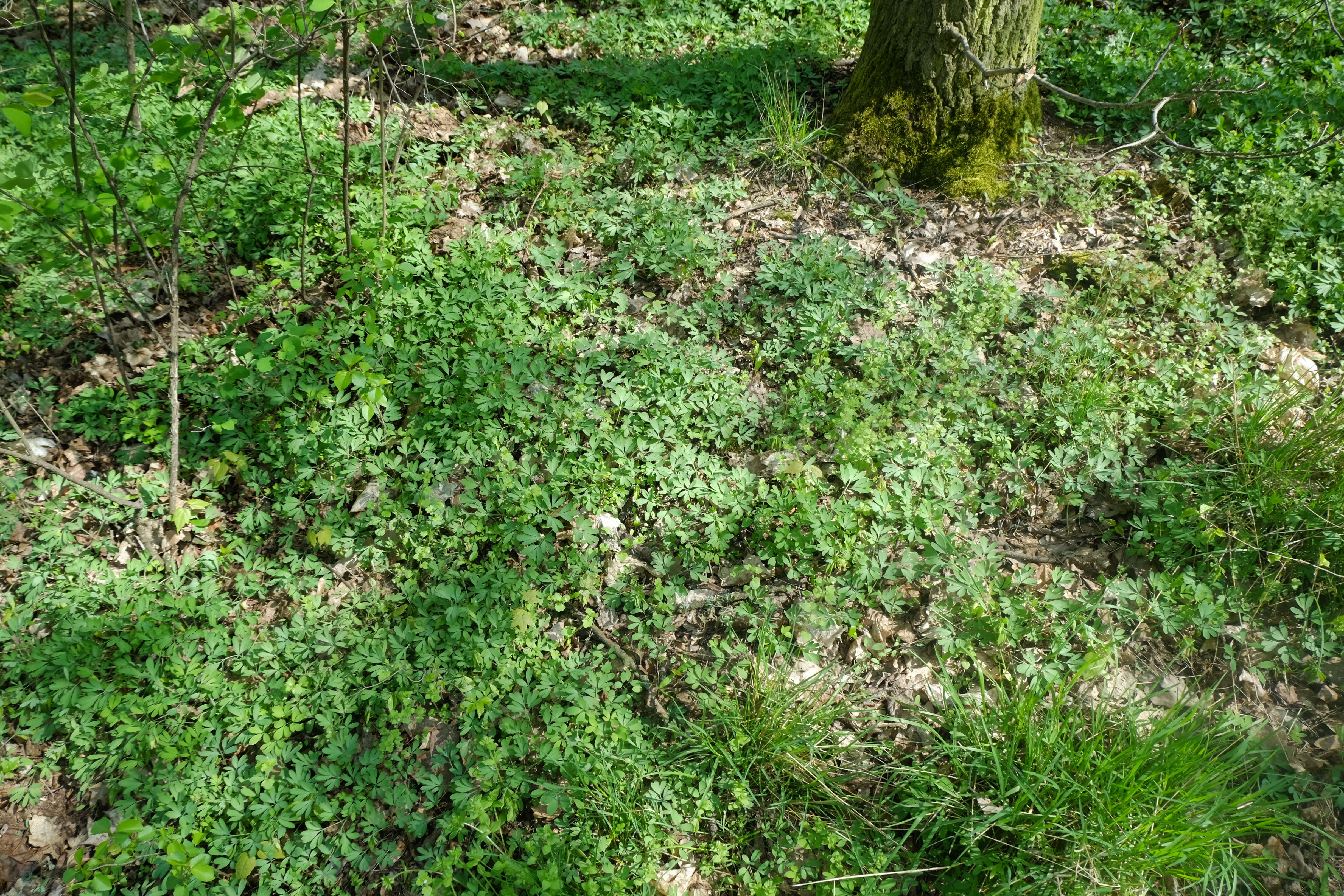 Plancia ëd Corydalis solida (L.) Clairv.