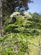 Image of Sambucus cerulea