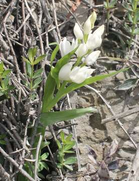 Image of Sword-leaved helleborine