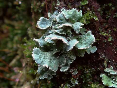 Слика од Cladonia digitata (L.) Hoffm.