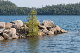 Image of American Larch