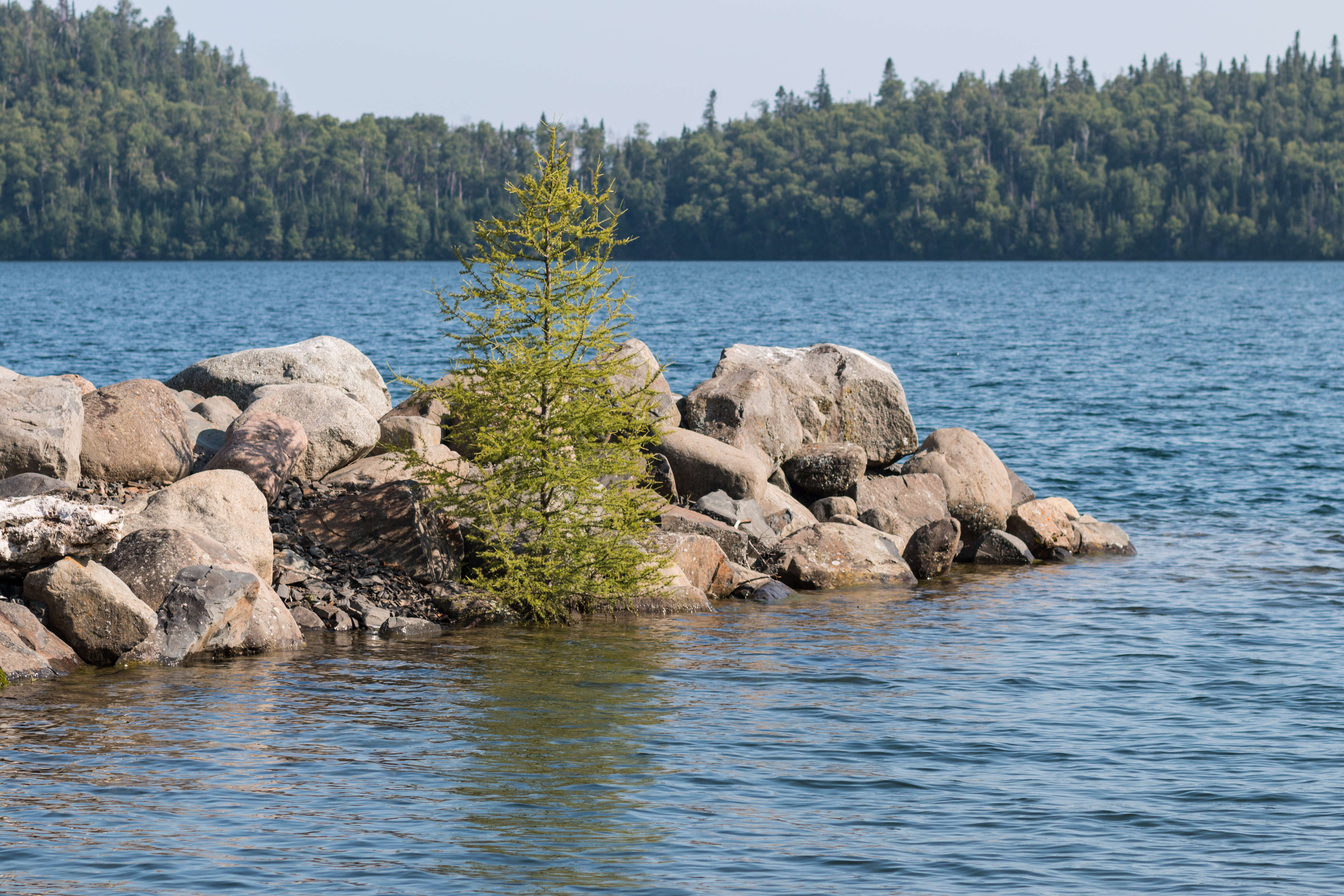 Image of American Larch