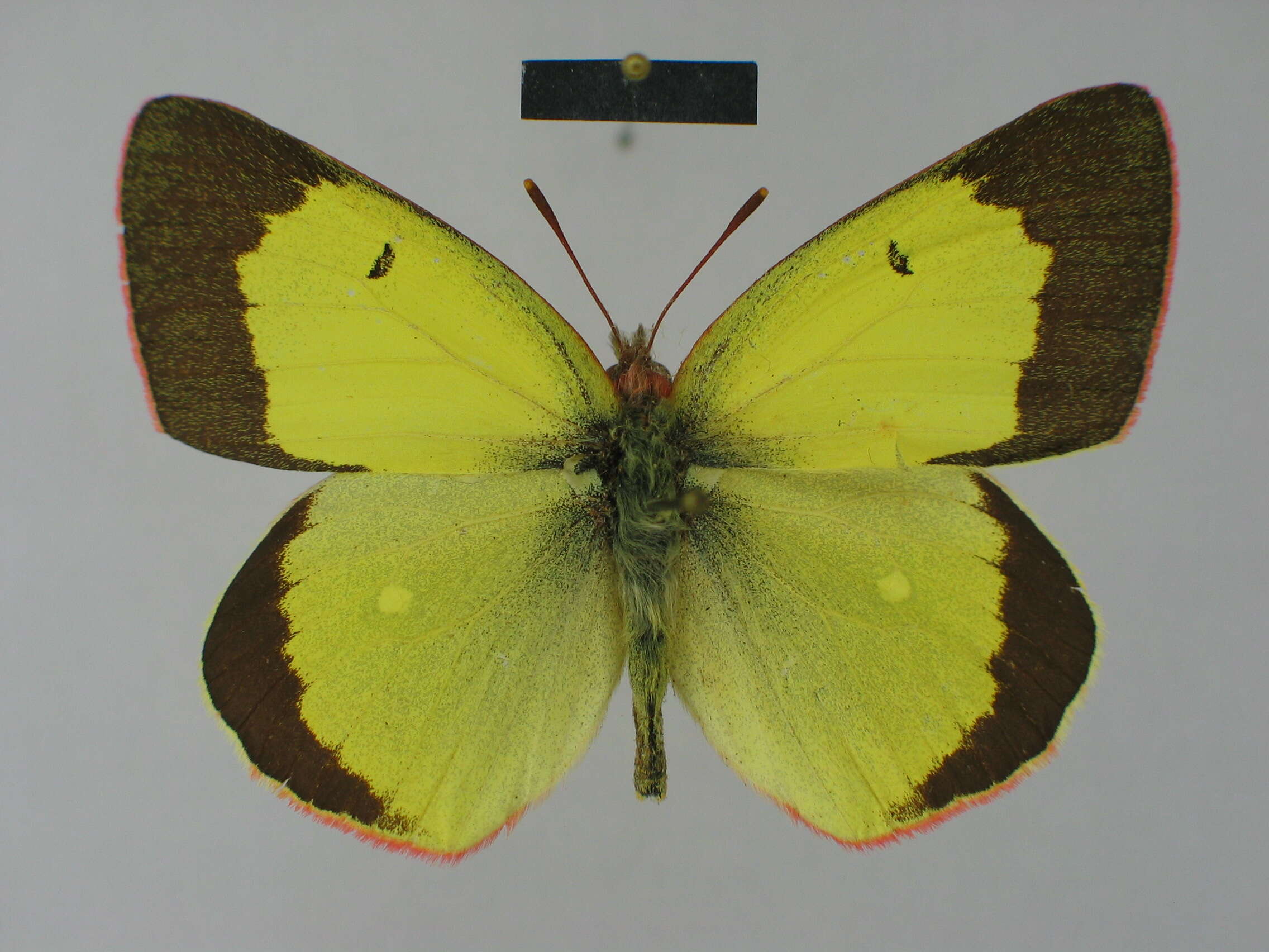 Image of Palaeno Sulphur